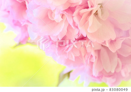 オクミヤコ 奥都 桜の花 八重桜 クローズアップ オクミヤコ 奥都 桜の花 八重桜 クローズアップ 83080049