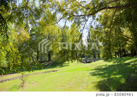 初秋の公園　輝くメタセコイアの葉 83080461