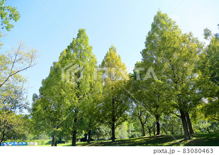 初秋の公園 色づくメタセコイア 初秋の公園 色づくメタセコイア 83080463