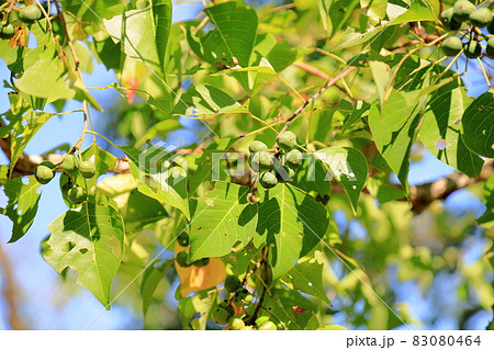 ナンキンハゼの実 83080464