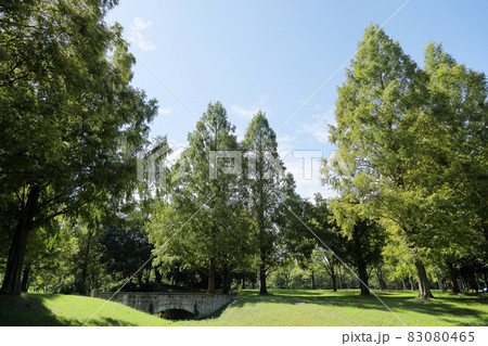 初秋の公園　色づくメタセコイア 83080465