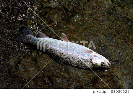 渓流釣りで釣れた綺麗なニジマス 83080525