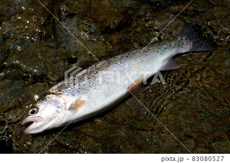 渓流釣りで釣れた綺麗なニジマス 83080527