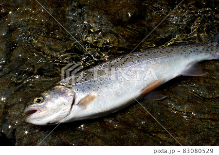 渓流釣りで釣れた綺麗なニジマス 83080529