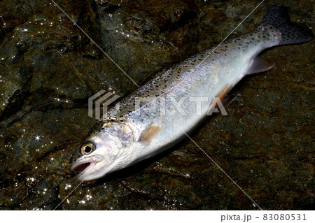 渓流釣りで釣れた綺麗なニジマス 83080531