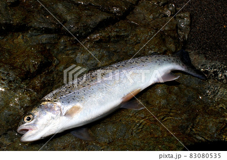 渓流釣りで釣れた綺麗なニジマス 83080535