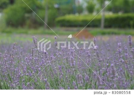 ラベンダー畑のモンシロチョウ ラベンダー畑のモンシロチョウ 83080558
