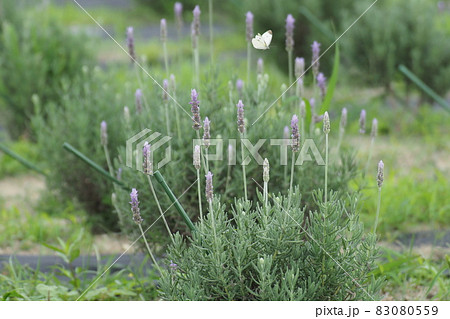 ラベンダーとモンシロチョウ ラベンダーとモンシロチョウ 83080559