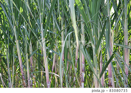 さとうきび 83080735