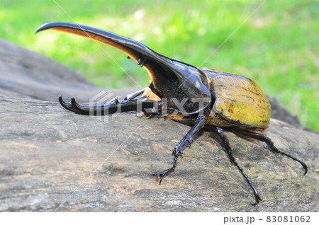 ヘラクレスオオカブトのヘラクレスヘラクレス　樹木の上で 83081062