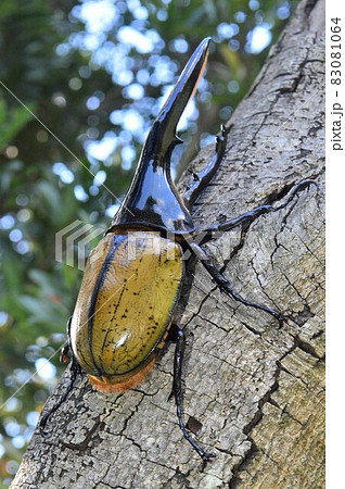 ヘラクレスオオカブトのヘラクレスヘラクレス 樹木の上での写真素材