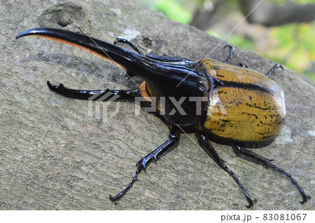 ヘラクレスオオカブトのヘラクレスヘラクレス　樹木の上で 83081067