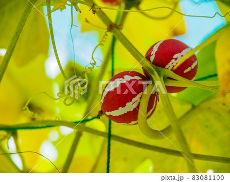 東京板橋・熱帯植物館のオキナワスズメウリ 83081100