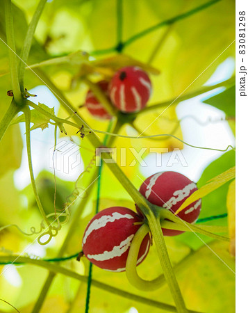 東京板橋・熱帯植物館のオキナワスズメウリ 東京板橋・熱帯植物館のオキナワスズメウリ 83081298