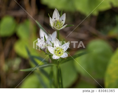 センブリの花 83081365