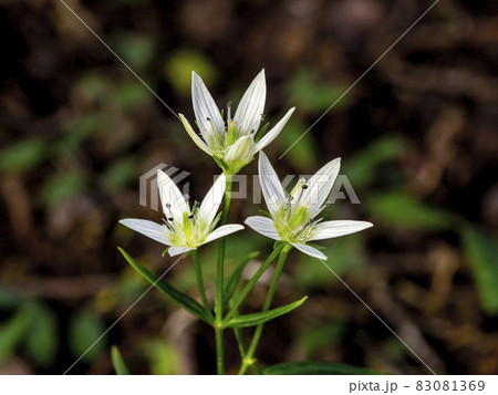 センブリの花 83081369