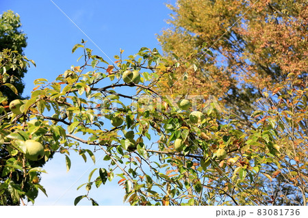 カリンの実 カリンの実 83081736
