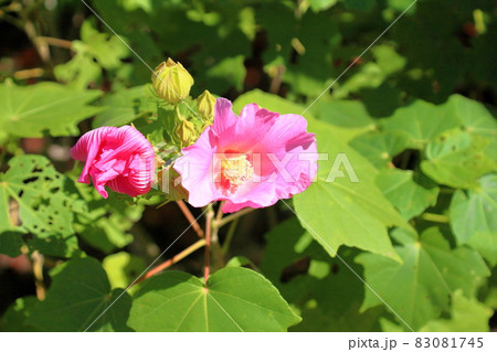 フヨウの花 フヨウの花 83081745