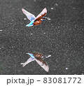 カワセミ 83081772