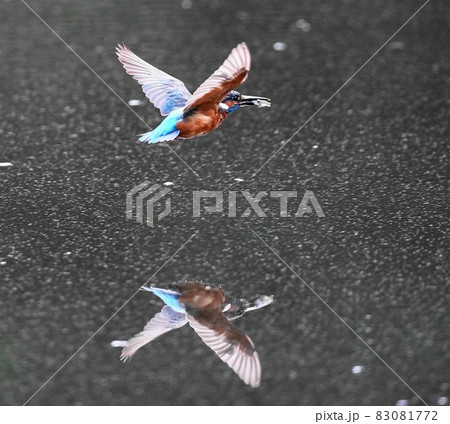 カワセミ 83081772