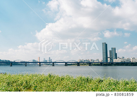 Buckwheat flower field and city view at Banpo Han river park Seorae island in Seoul, Korea Buckwheat flower field and city view at Banpo Han river park Seorae island in Seoul, Korea 83081859