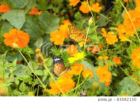 カバマダラ 83082130