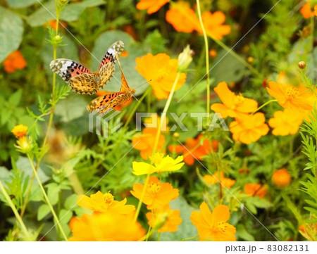 カバマダラ 83082131