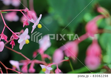 可愛いピンクの傘と豆電球の花をつけるシュウカイドウ 83082298