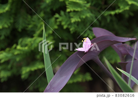 セトクレアセアの花【緑背景】 83082616