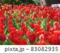 よこはま花と緑のスプリングフェア2021  (2021年4月撮影) 83082935