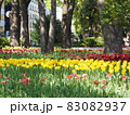 よこはま花と緑のスプリングフェア2021  (2021年4月撮影) 83082937