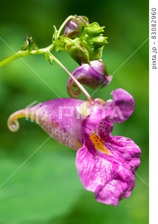 ツリフネソウの花 ツリフネソウの花 83082960