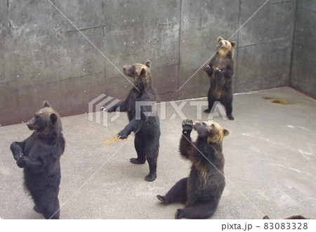 クッキーちょうだいしてるヒグマが可愛かった 83083328