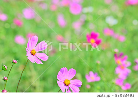 秋の風景　コスモスの花 83083493