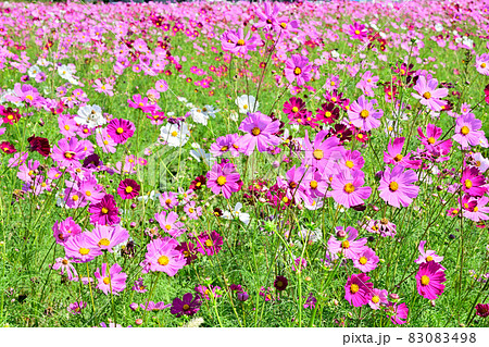 秋の風景 コスモスの花 秋の風景 コスモスの花 83083498