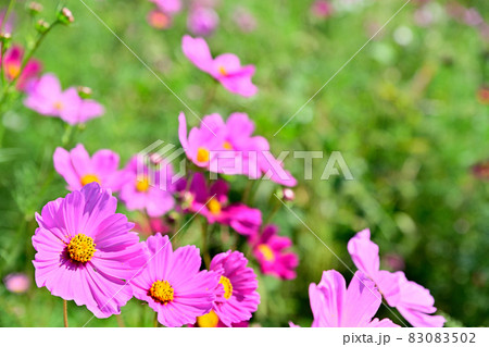 秋の風景　コスモスの花 83083502