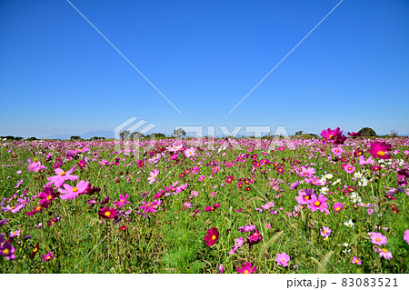 秋の風景 コスモスの花 秋の風景 コスモスの花 83083521