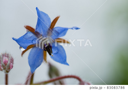 雨上がりのボリジの花 83083786