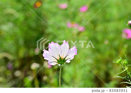 秋の風景 コスモスの花 秋の風景 コスモスの花 83083931