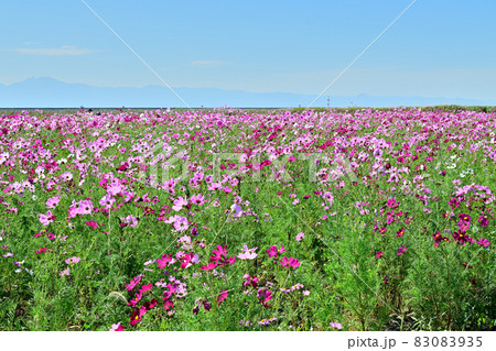 秋の風景 コスモスの花 秋の風景 コスモスの花 83083935