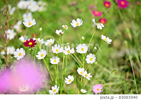 秋の風景 コスモスの花 秋の風景 コスモスの花 83083940
