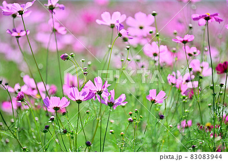秋の風景 コスモスの花 秋の風景 コスモスの花 83083944