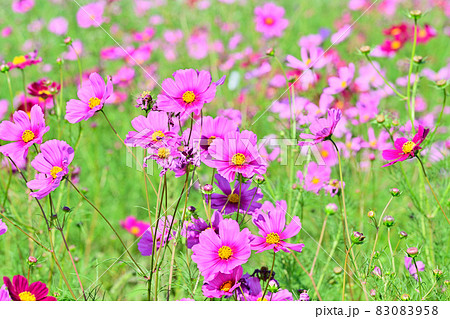 秋の風景 コスモスの花 秋の風景 コスモスの花 83083958