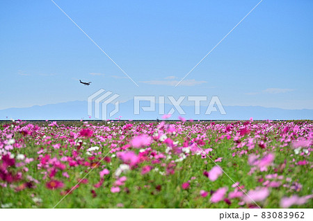 秋の風景　コスモスの花 83083962