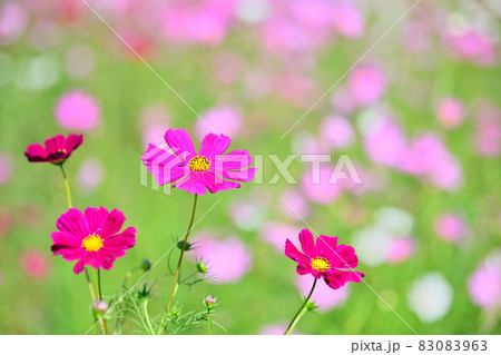 秋の風景　コスモスの花 83083963