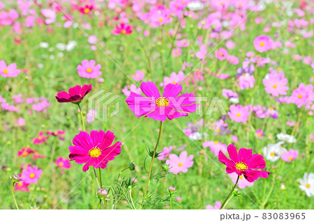 秋の風景 コスモスの花 秋の風景 コスモスの花 83083965