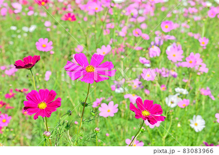 秋の風景 コスモスの花 秋の風景 コスモスの花 83083966