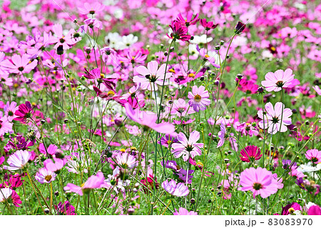 秋の風景 コスモスの花 秋の風景 コスモスの花 83083970