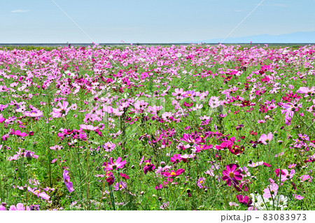 秋の風景 コスモスの花 秋の風景 コスモスの花 83083973