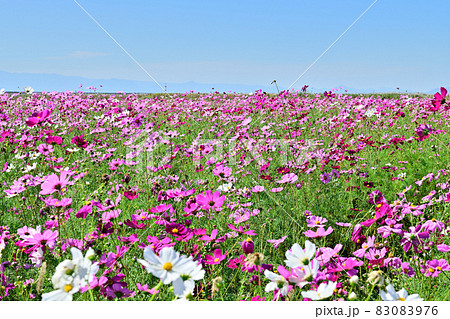 秋の風景 コスモスの花 秋の風景 コスモスの花 83083976